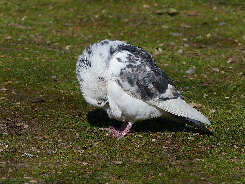 Taube bei der Gefiederpflege