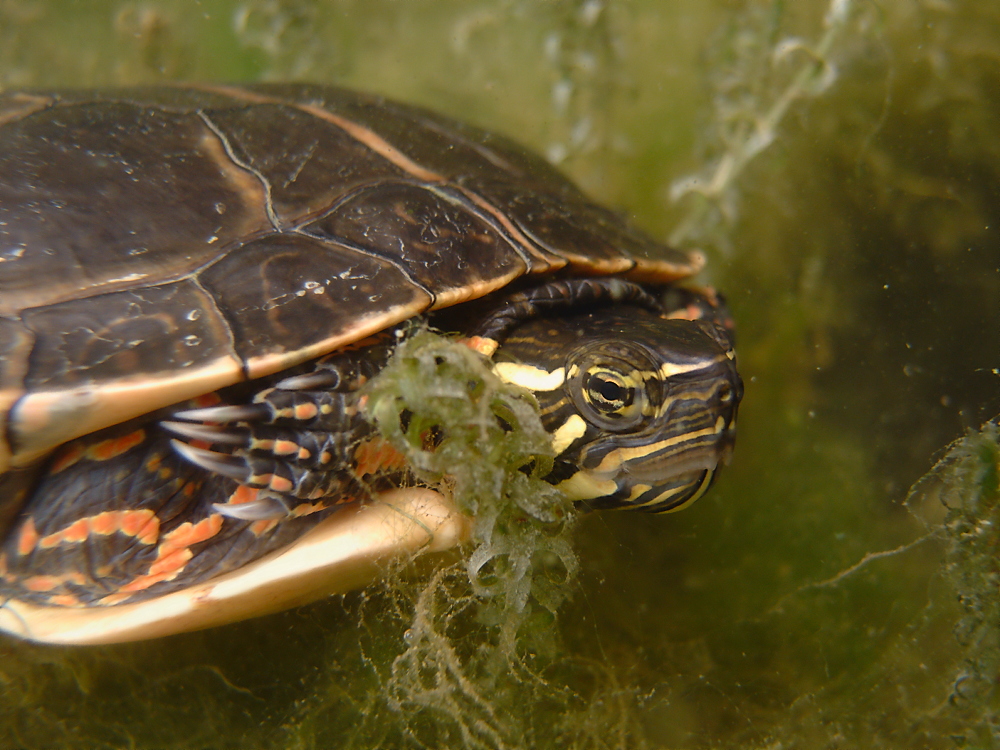 Südliche Zierschildkröte