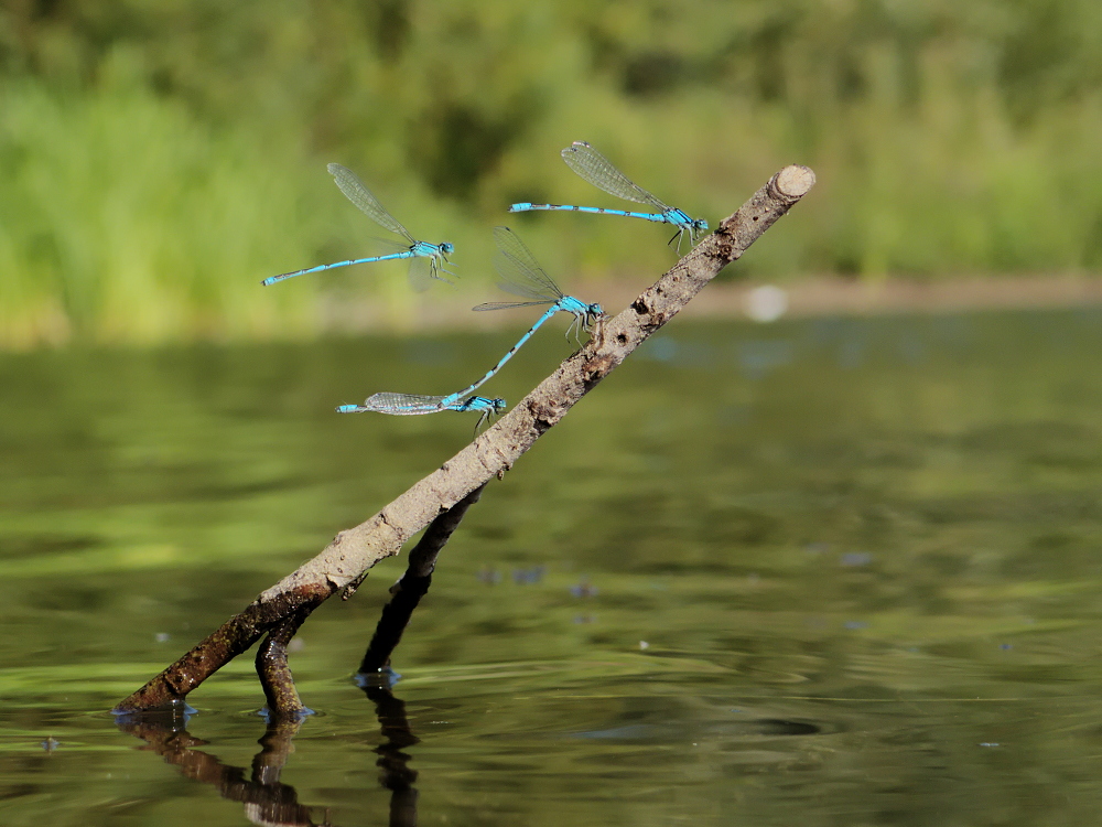 Sonnenbank der Kleinlibellen (3)