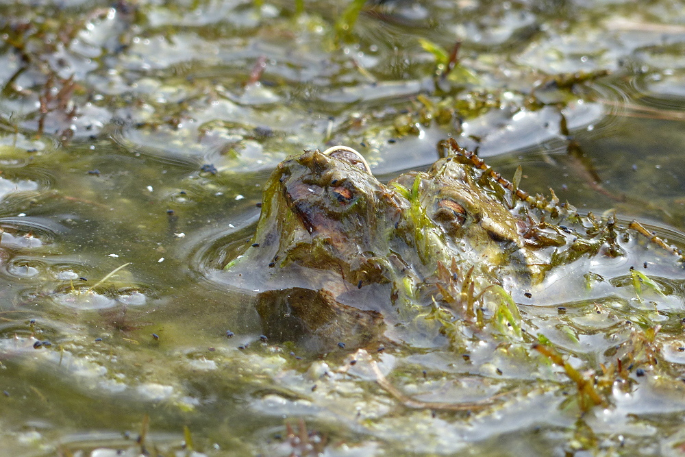Huckel im Bewuchs - oder 