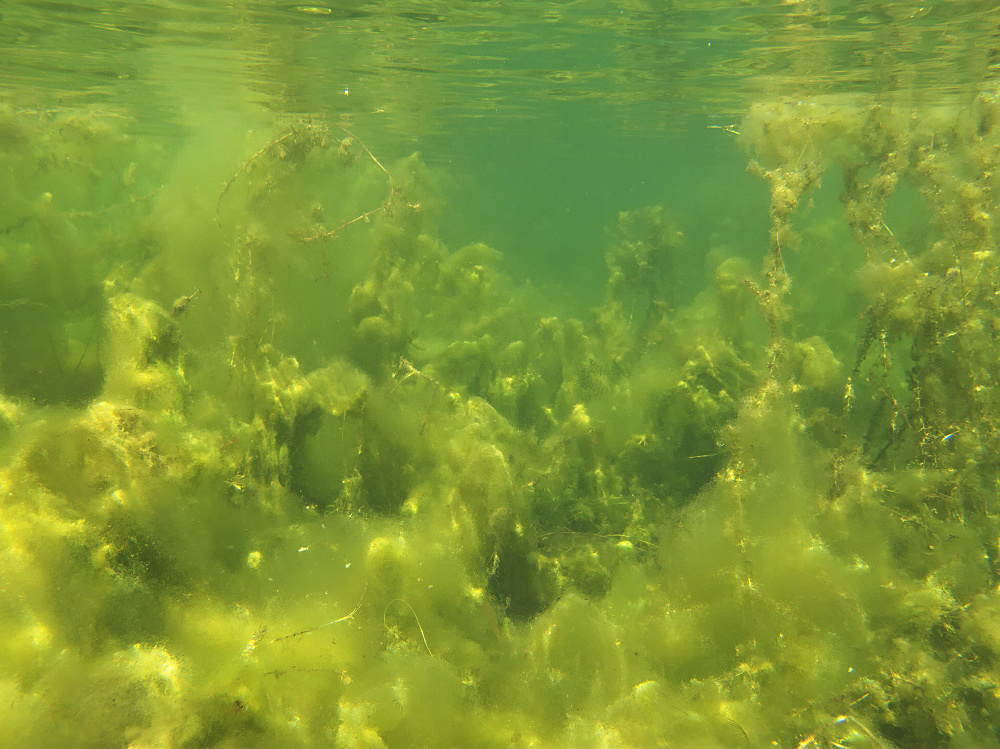 Algenlandschaft
