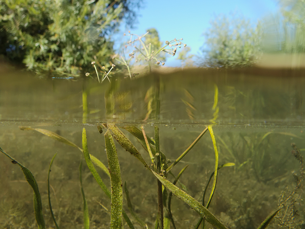 Gras-Froschlöffel Splitlevel
