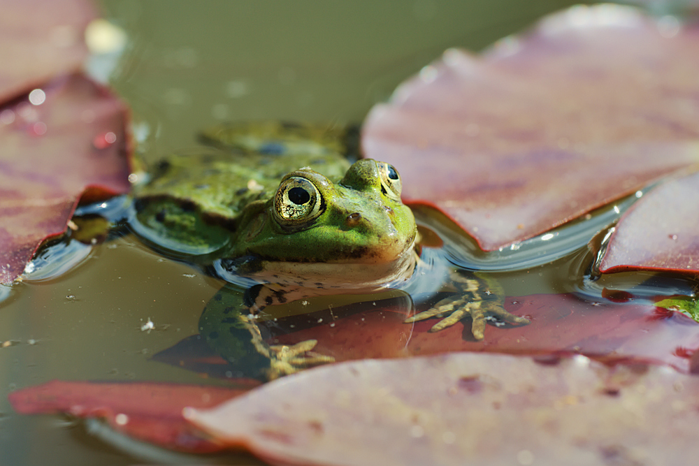 Kleiner Wasserfrosch / Teichfrosch