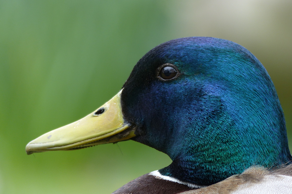 Stockerpel Kopfportrait