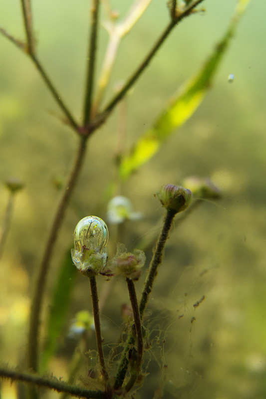 Blase an Gras-Froschlöffel