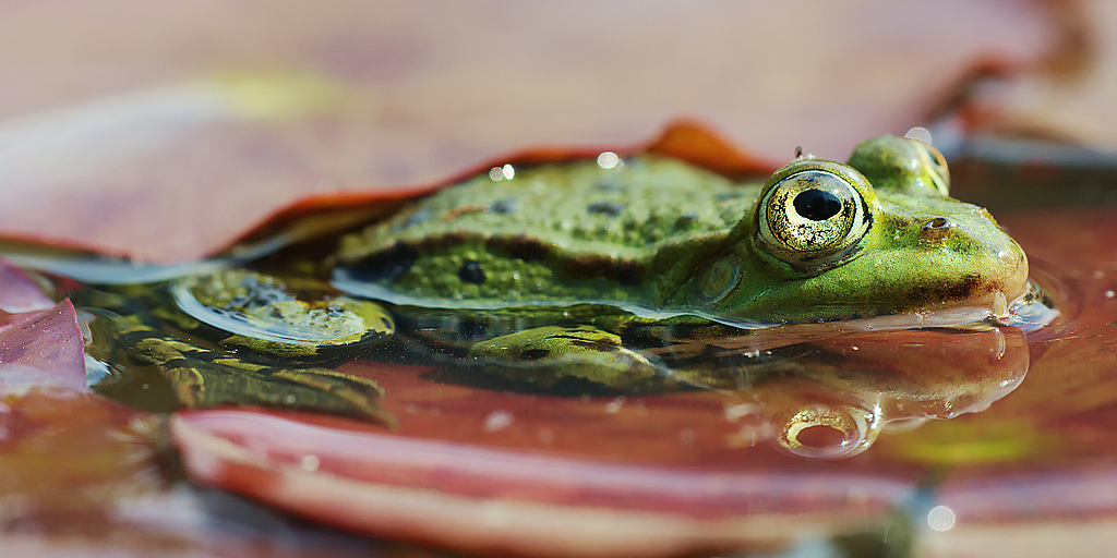 Kleiner Wasserfrosch / Teichfrosch