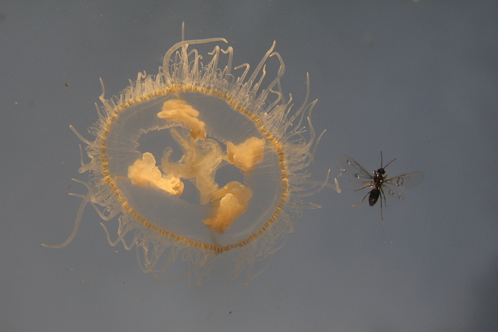 Süßwasserqualle mit Fliege