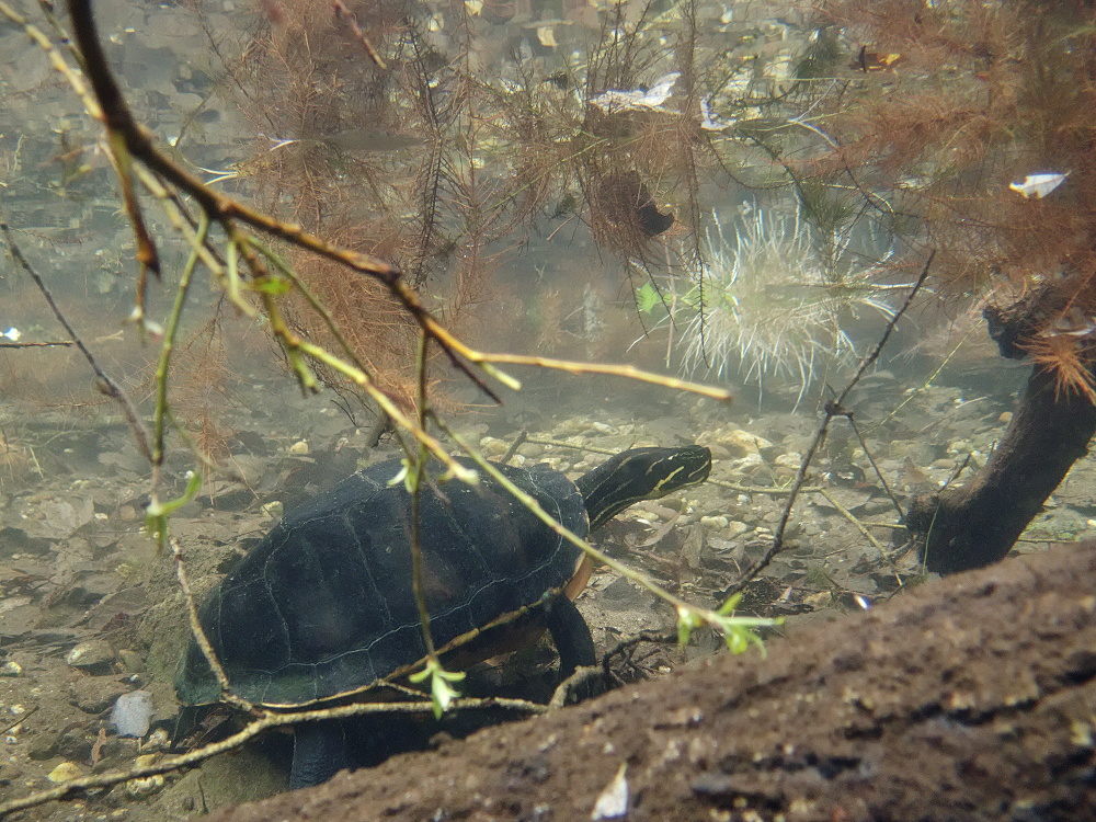 Florida-Rotbauch-Schmuckschildkröte