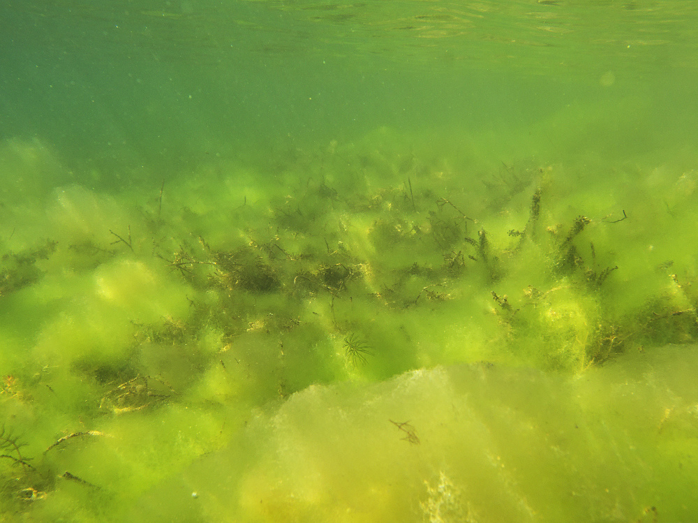 Algenlandschaft