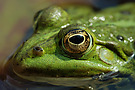 Kleiner Wasserfrosch / Teichfrosch