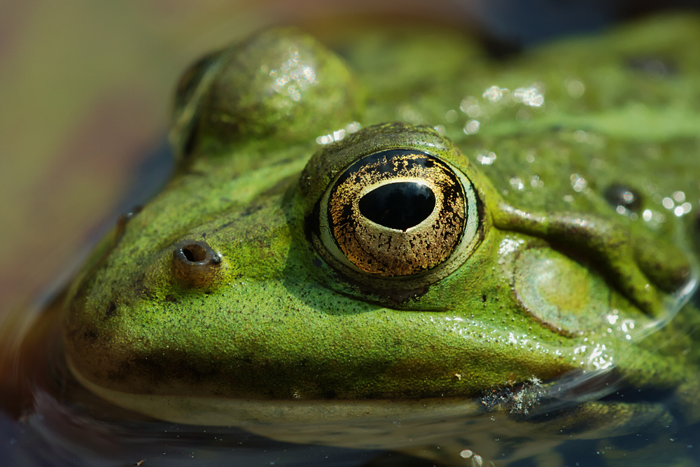 Kleiner Wasserfrosch / Teichfrosch