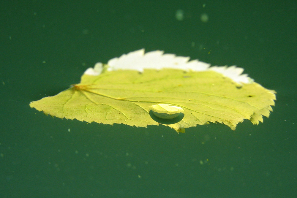 Blatt mit Luftblase (2)