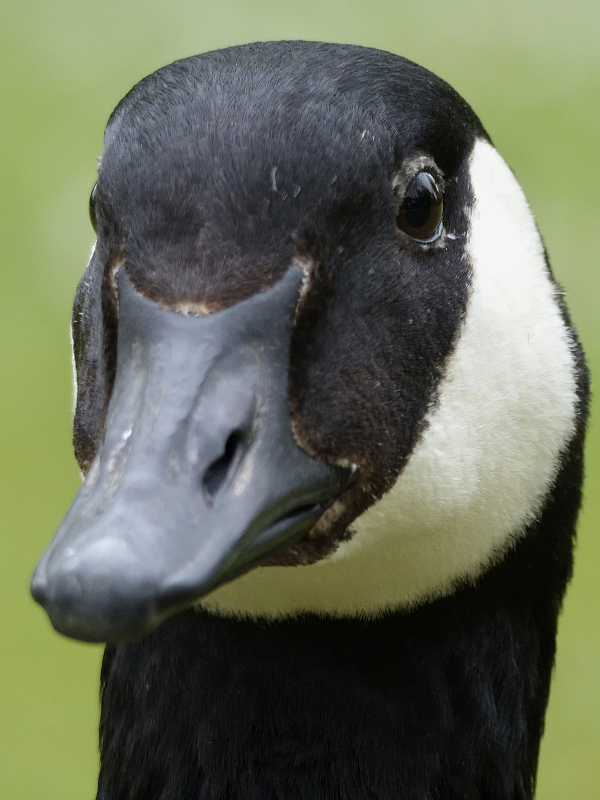 Kanadagans-Kopfportrait