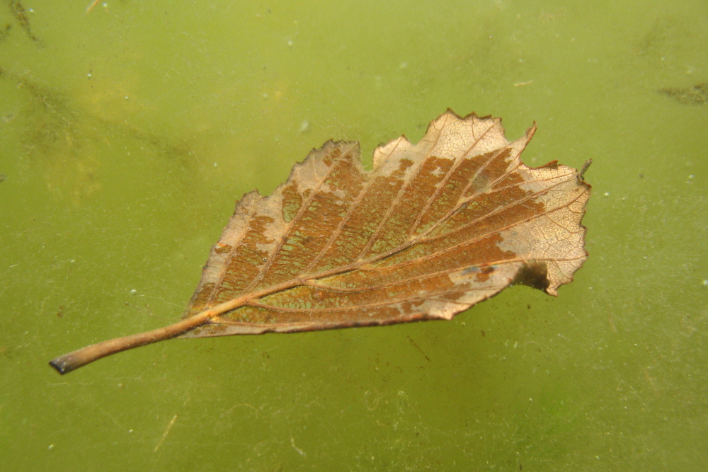 Blatt auf Algen