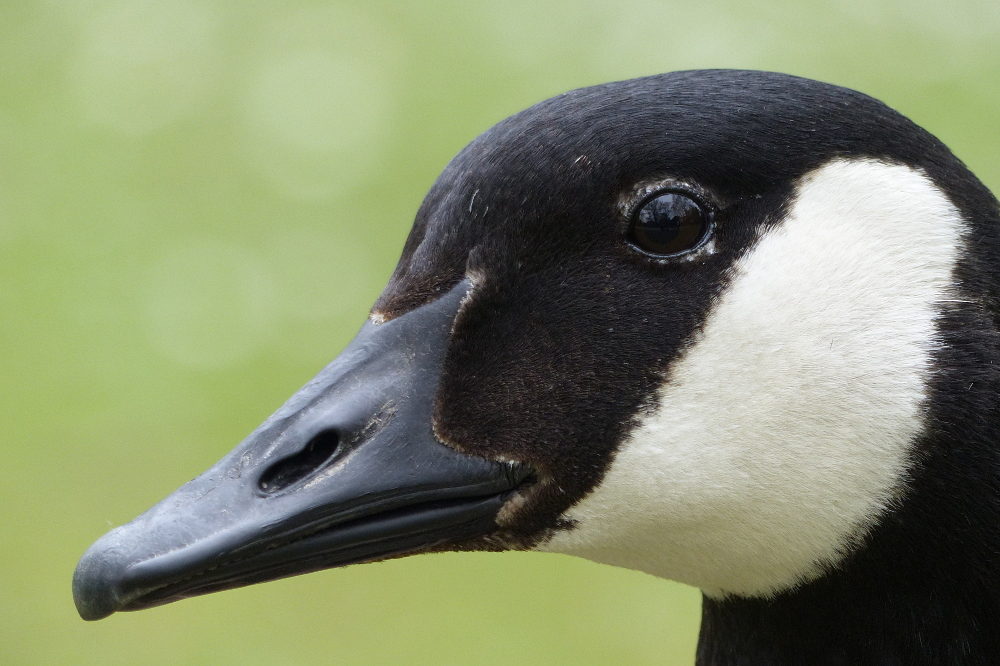 Kanadagans-Kopfportrait