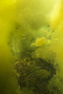 Ein Loch im Algenteppich