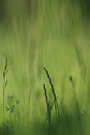 Gras defokussiert