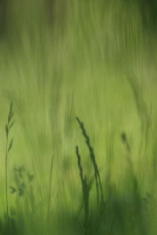 Gras defokussiert