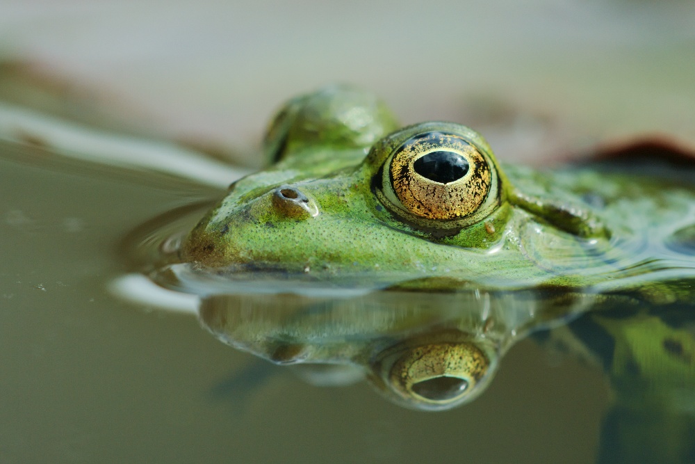 Kleiner Wasserfrosch / Teichfrosch unter Seerosenblatt