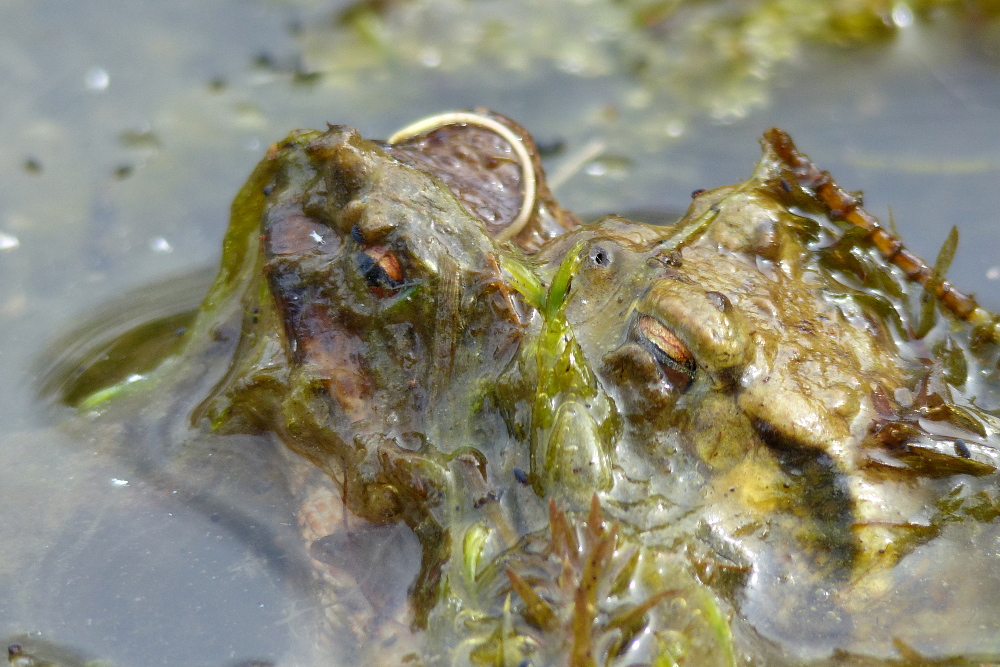 Huckel im Bewuchs - oder 