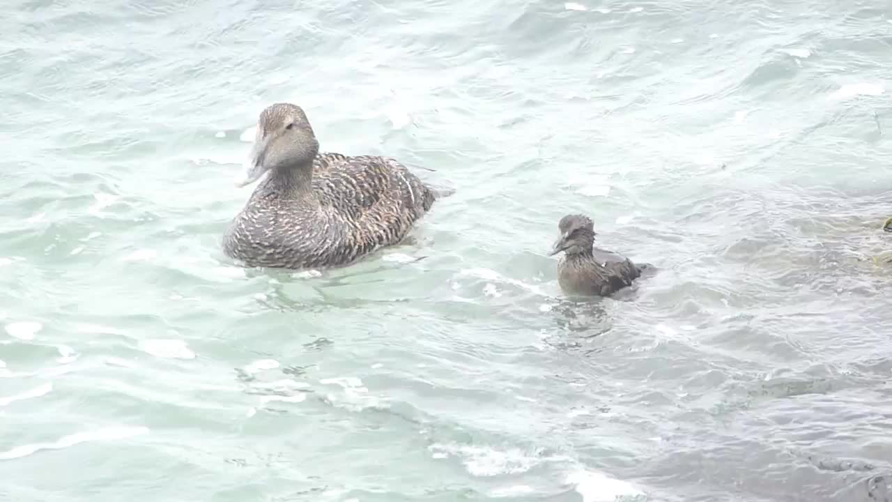 Eiderenten in Wind und Wellen