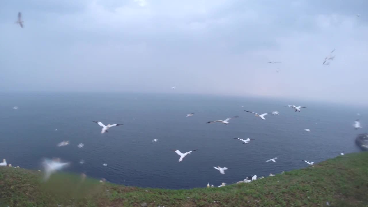 Basstölpelflug im Gewitter