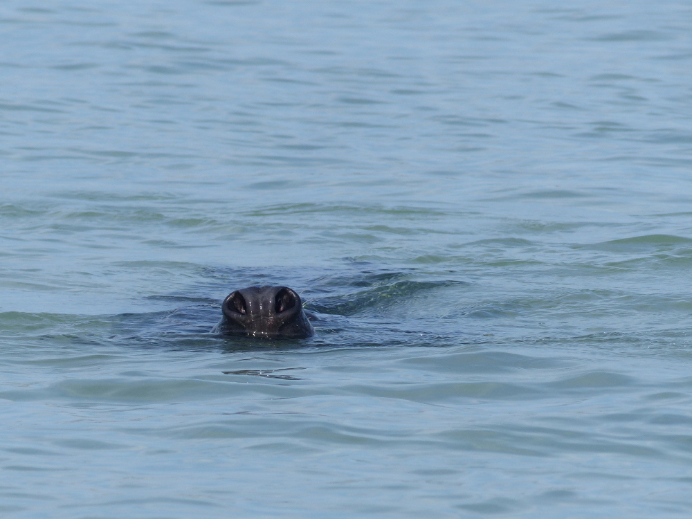 Kein Wasserschwein…