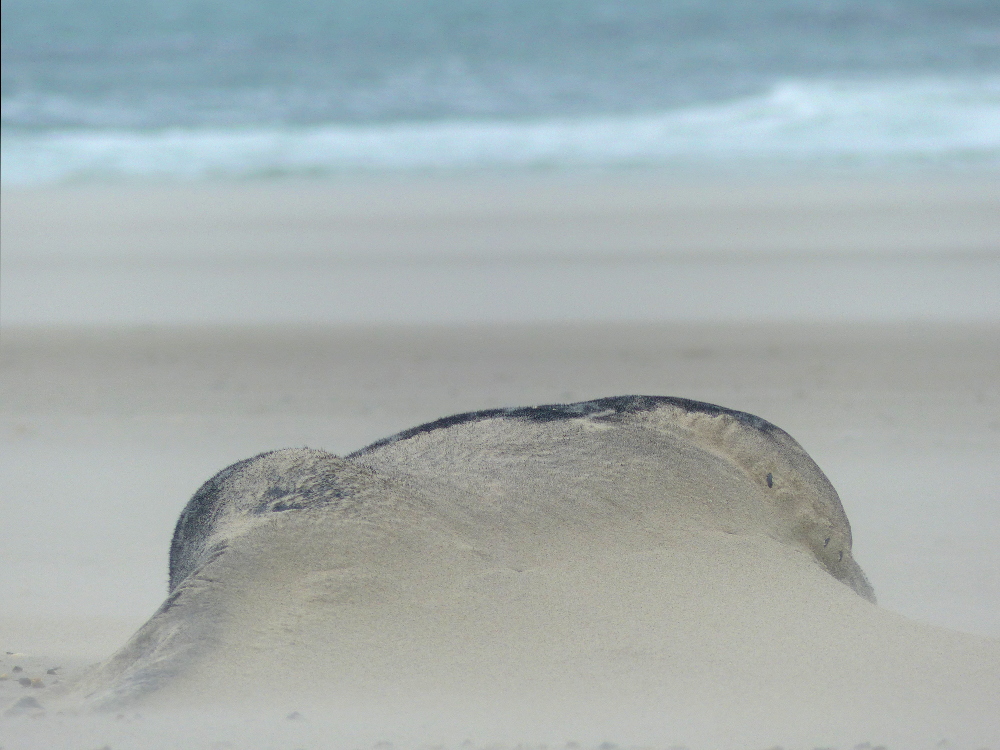 Kegelrobbe im Sandsturm