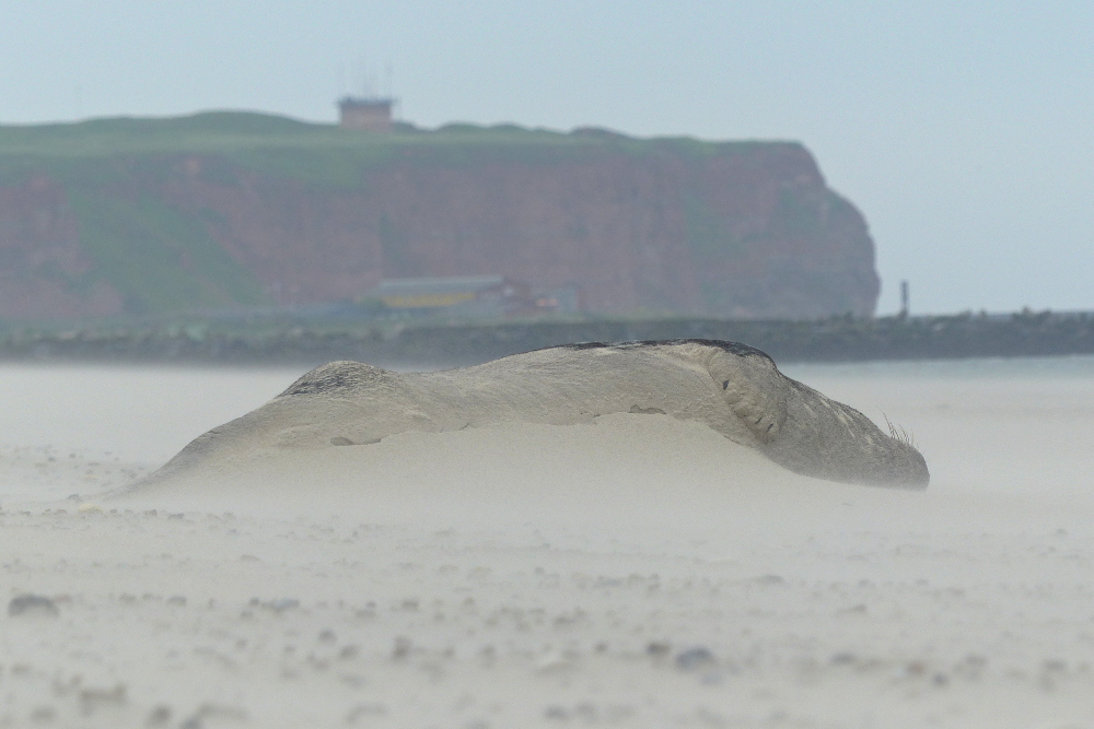 Kegelrobbe im Sandsturm