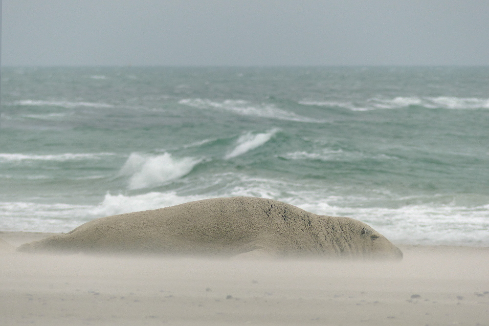 Kegelrobbe im Sandsturm