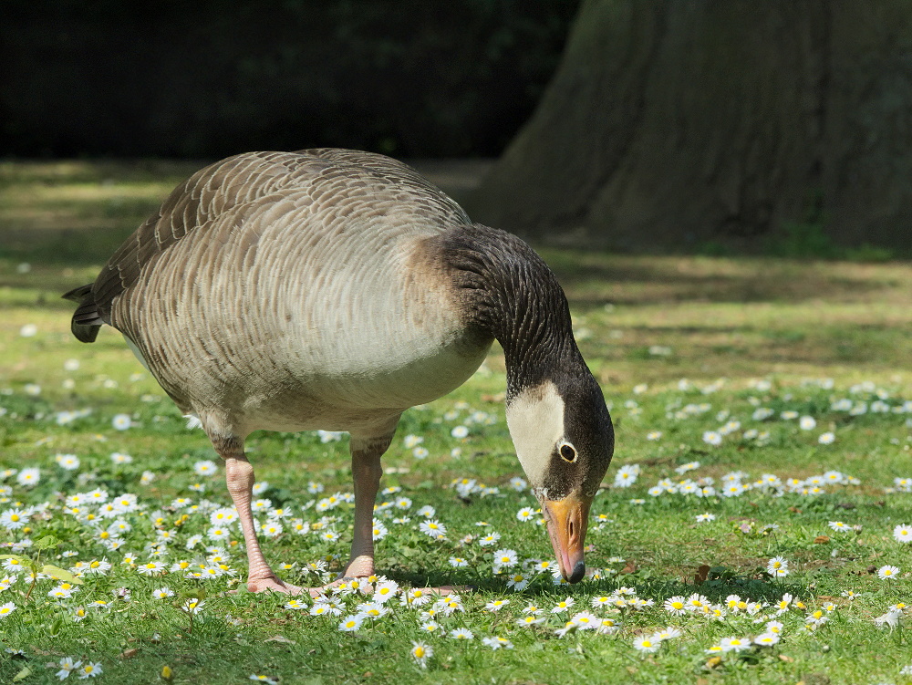 Hybrid von Kanada- und Graugans