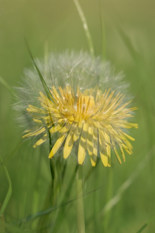Löwenzahn-Doppelbelichtung
