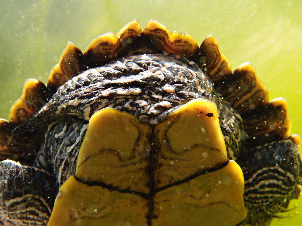 Falsche Landkarten-Höckerschildkröte von hinten/unten