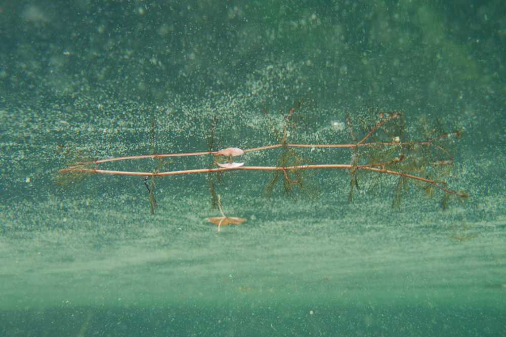 Tausendblatt an der Oberfläche