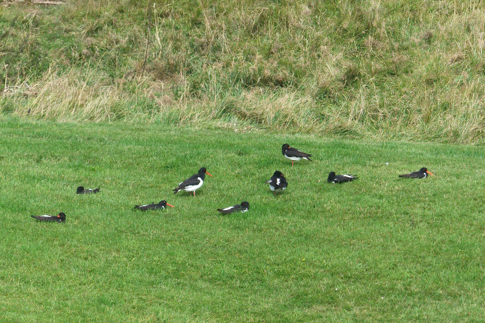 Austernfischer auf der Wiese