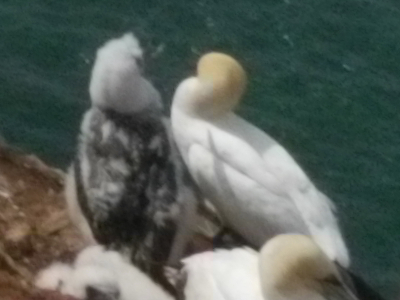 Korrigiertes und verkleinertes RAW.