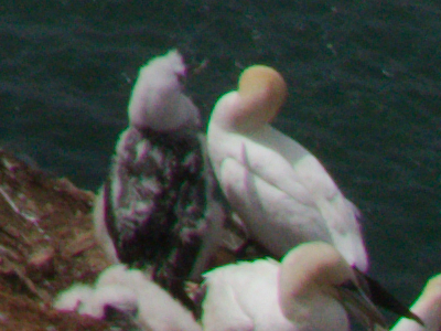 unbearbeitetes RAW, nur verkleinert.