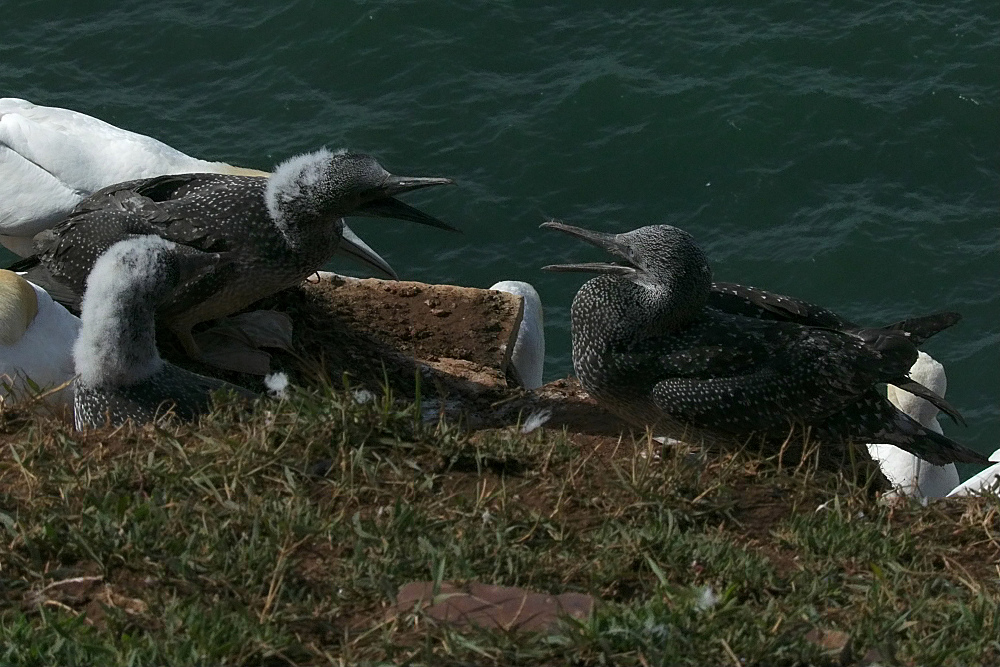 Früh übt sich, wer sich wie ein Basstölpel benehmen will