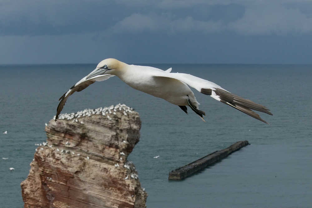 Basstölpel über der langen Anna
