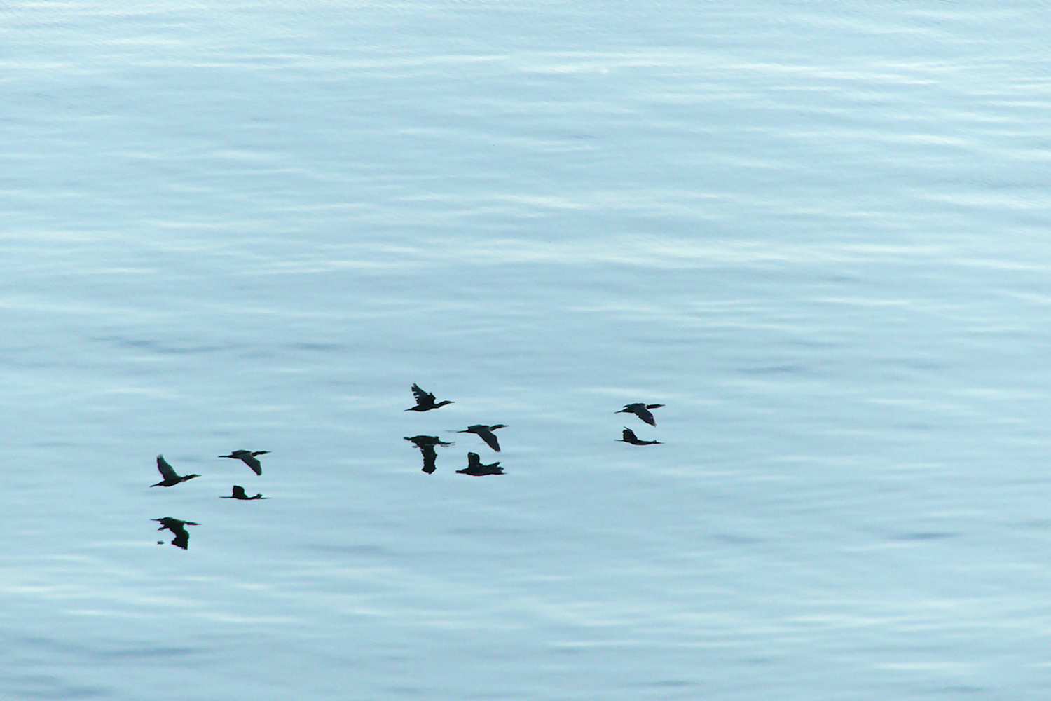 Kormorane im Tiefflug