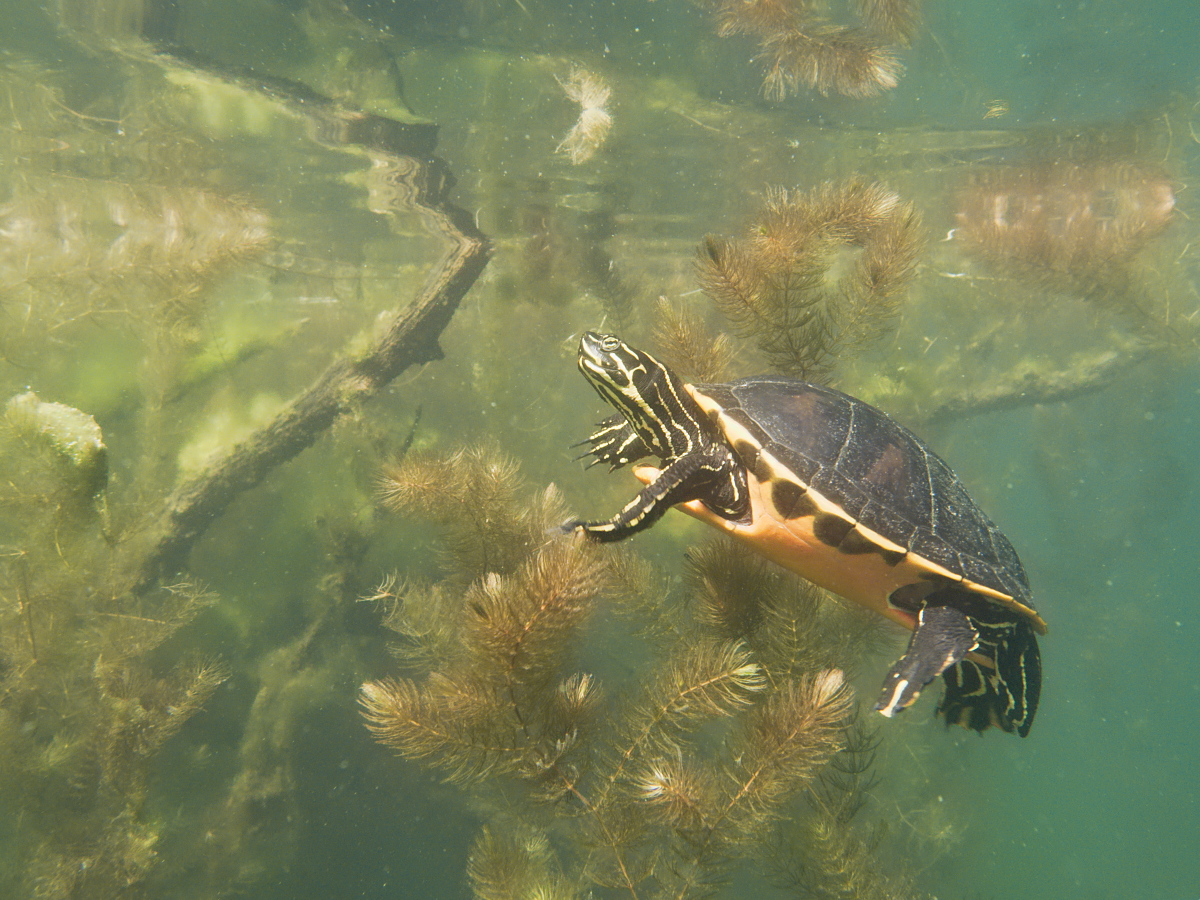 Florida-Rotbauch-Schmuckschildkröte