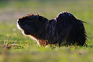 Nutria im Gegenlicht