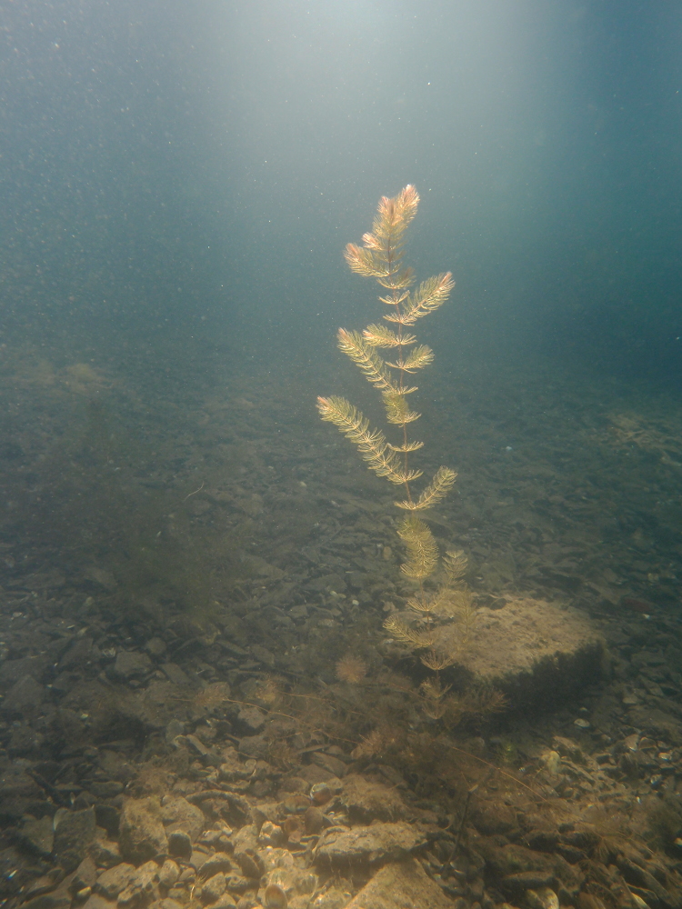 Ähriges Tausendblatt im Licht