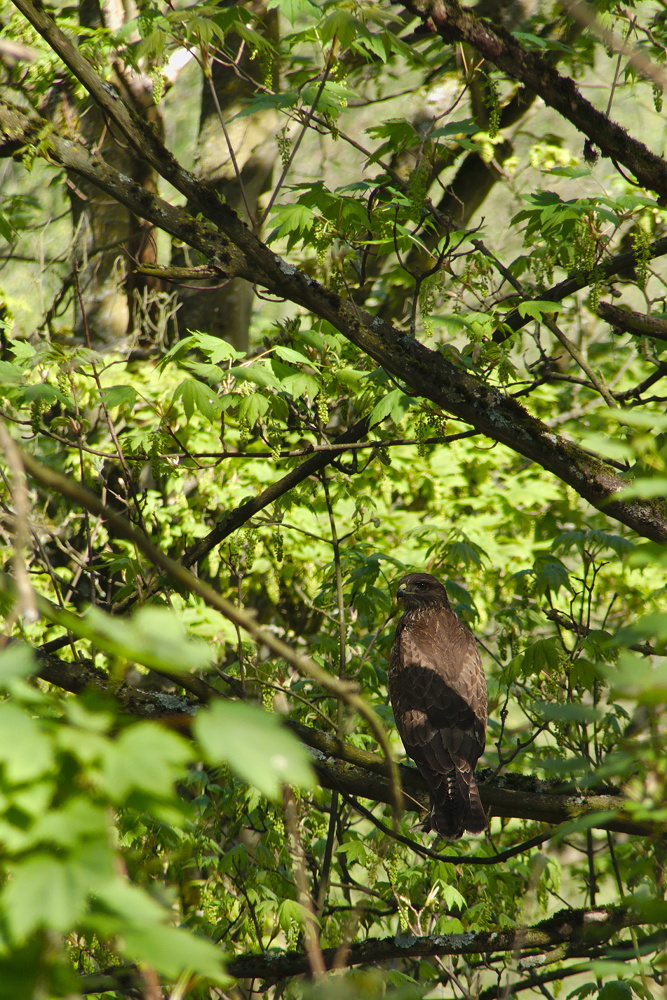 Mäusebussard im Wald