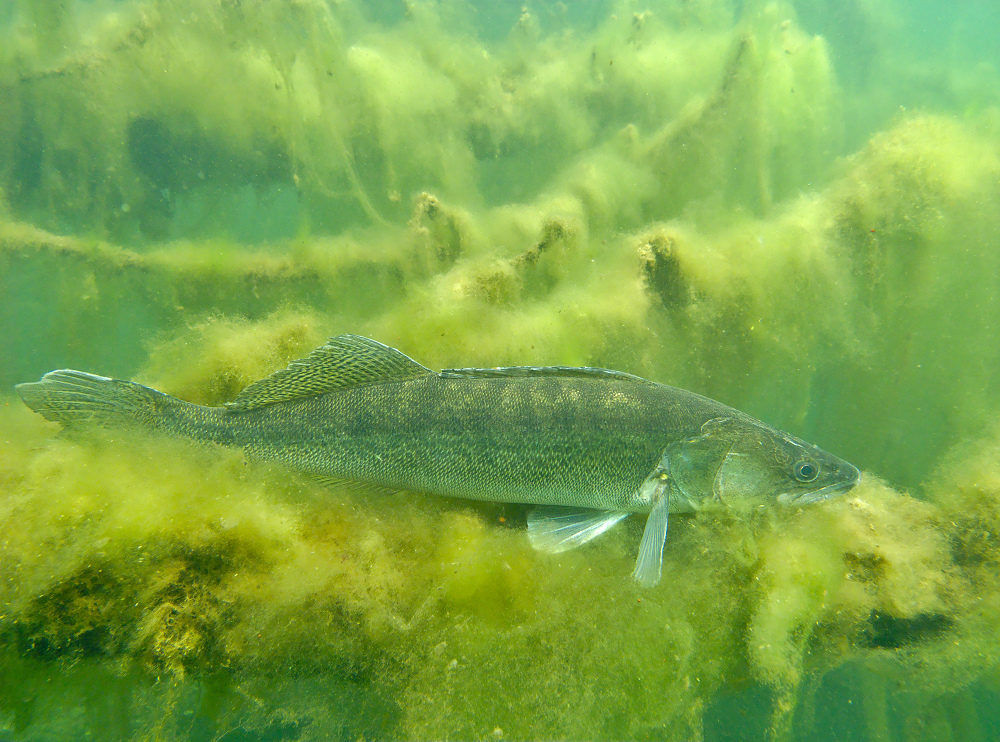 Zander - nach fast 15 Jahren wieder