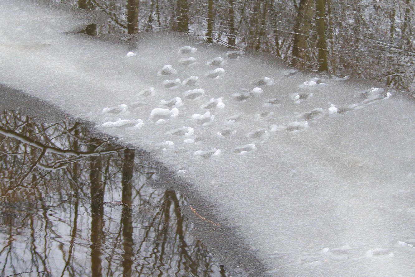 Spuren im Schneematch