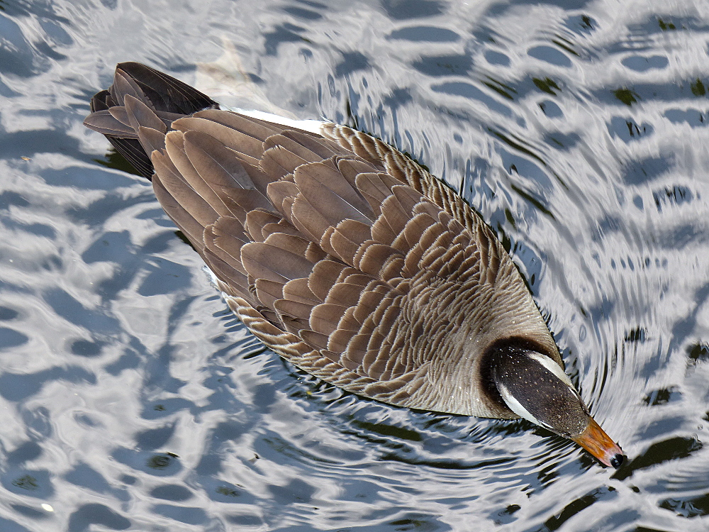 Kanadagans-Graugans-Mischling