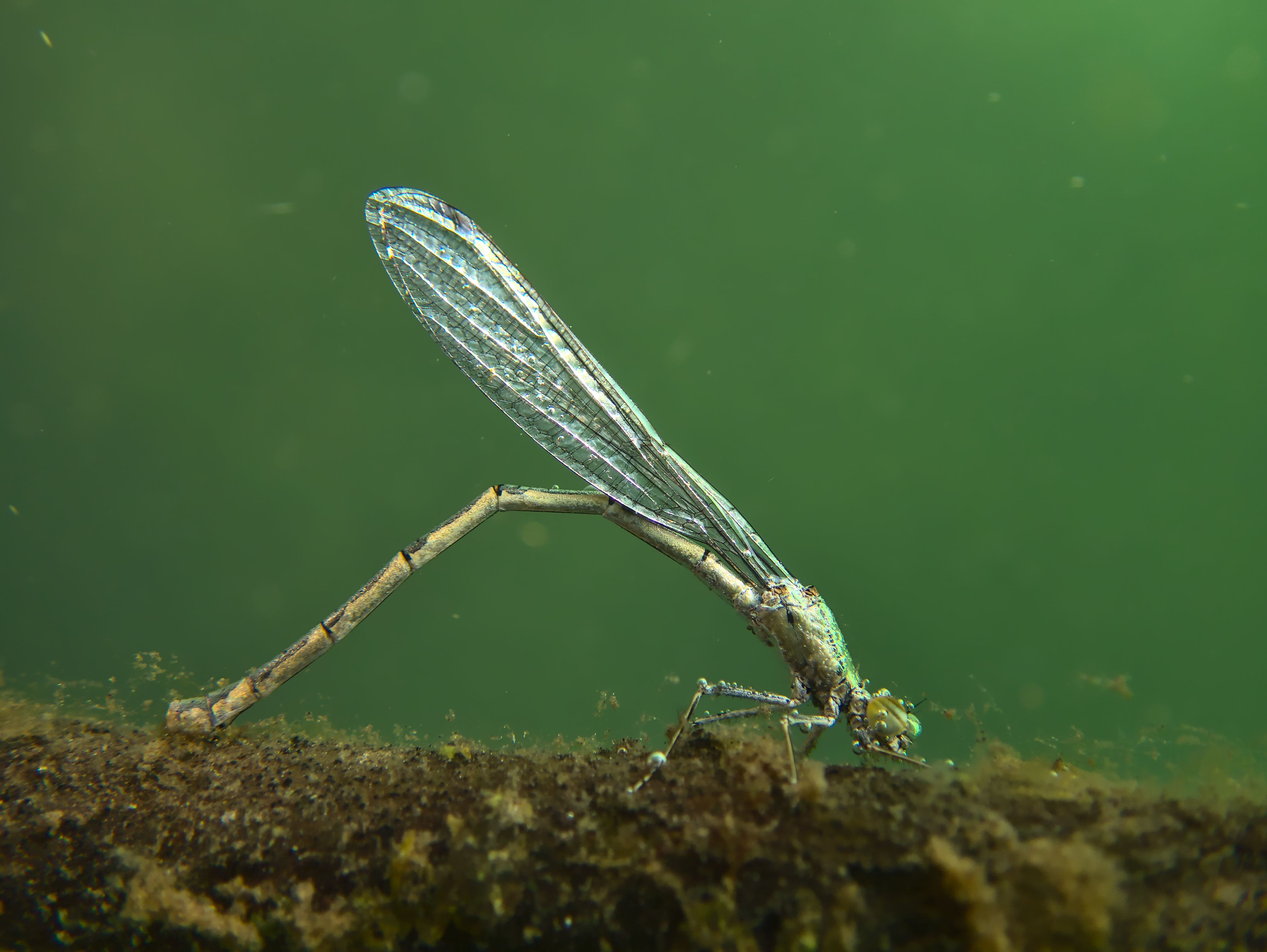 Libelle bei der Eiablage