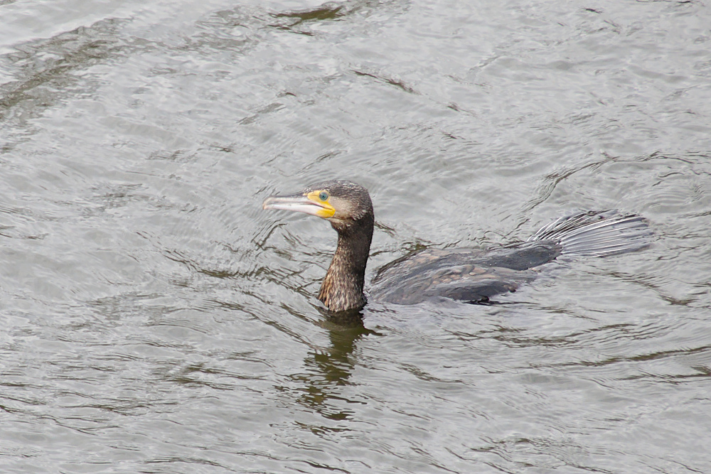 Im Wasser (Kormoran)