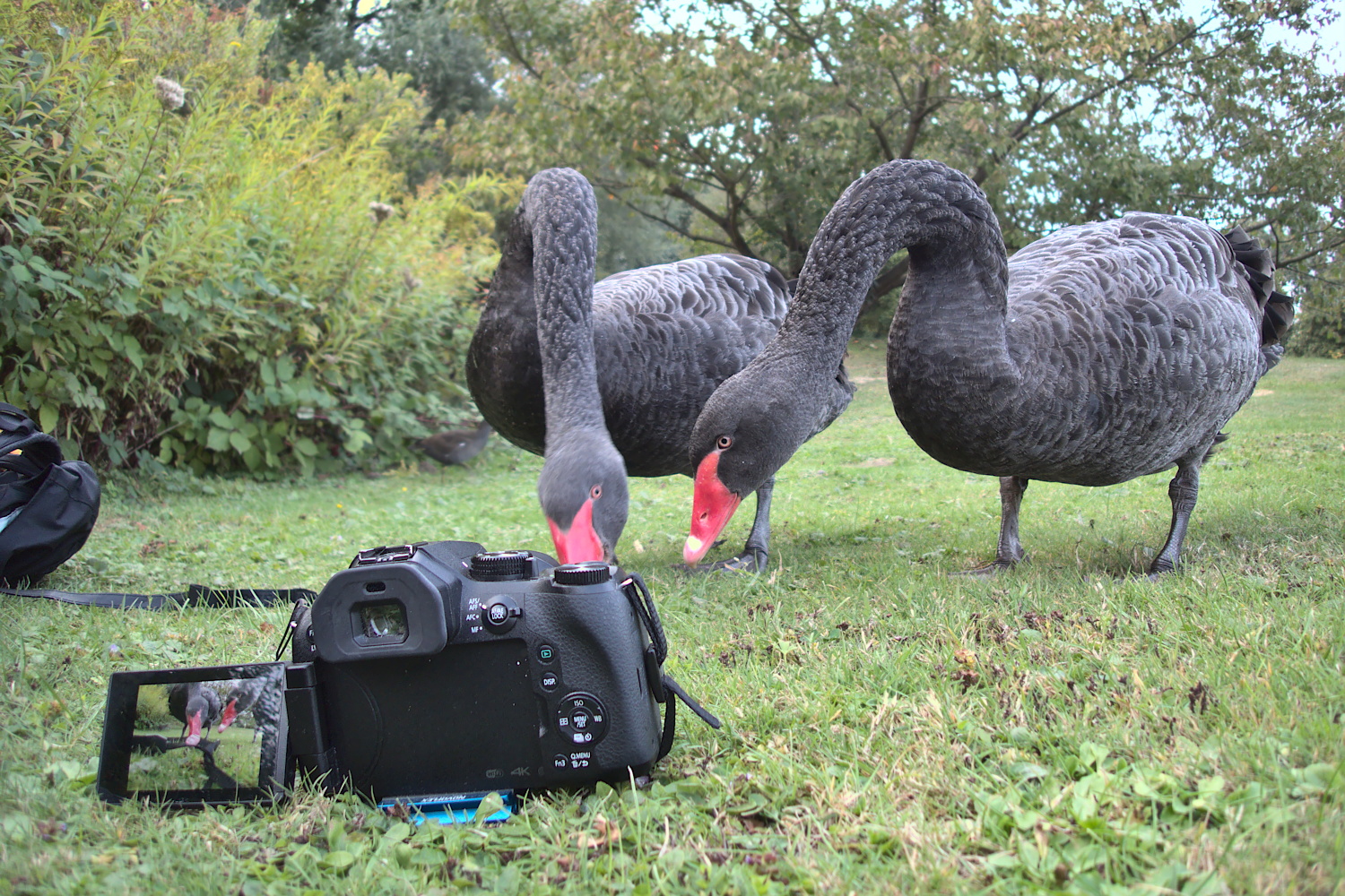 Wozu sind diese Bändchen wohl da? (Trauerschwan)